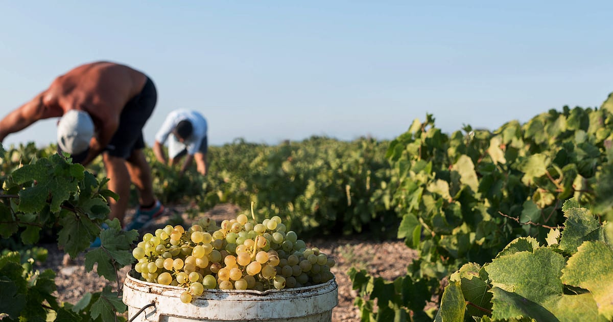 Santorini Wine Roads: Tour of 3 Wineries with a Sommelier
