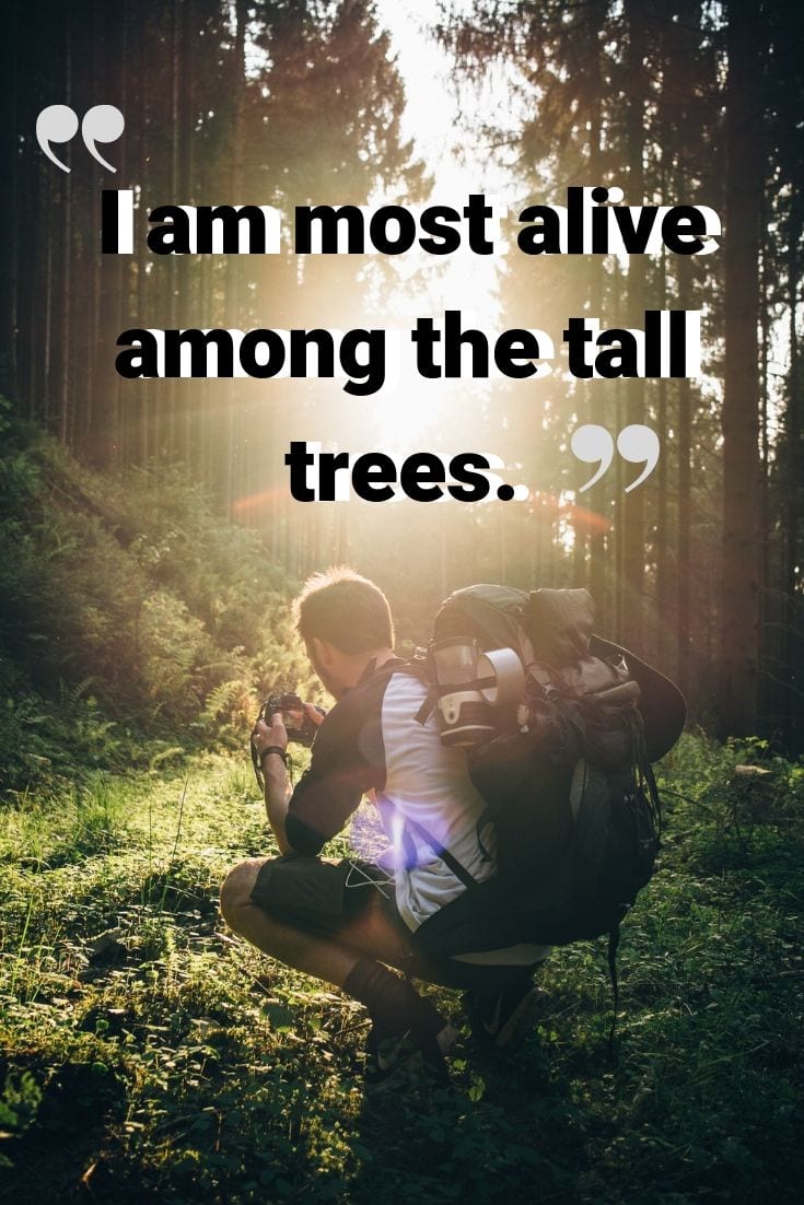 Camping and nature quotes - "I am most alive among the tall trees."