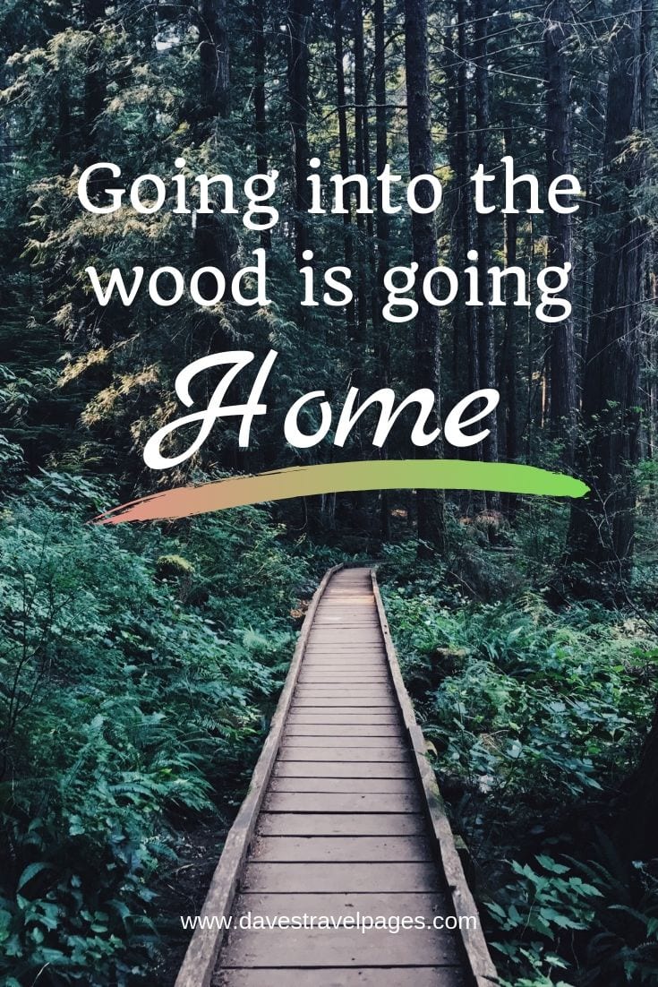 Forest and Woods Quotes - "Going into the wood is going home."