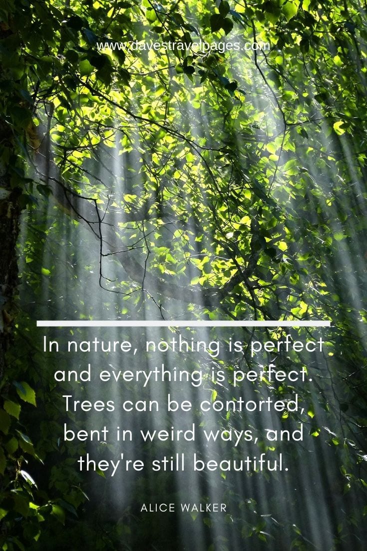 Beautiful nature and outdoor quotes: In nature, nothing is perfect and everything is perfect. Trees can be contorted, bent in weird ways, and they're still beautiful.