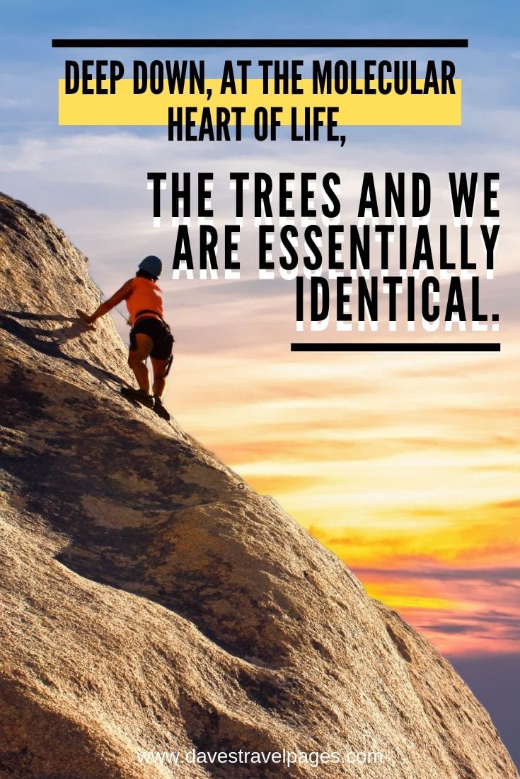 Carl Sagan Quote - “Deep down, at the molecular heart of life, the trees and we are essentially identical.”