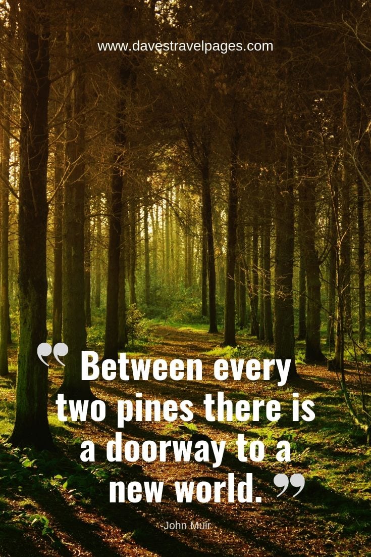 Forest quotes - “Between every two pines there is a doorway to a new world.”