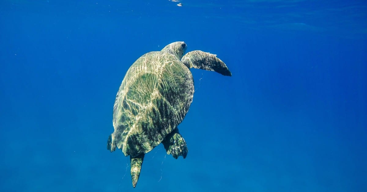 Boat Trip to Keri Caves and Loggerhead Turtle Watching
