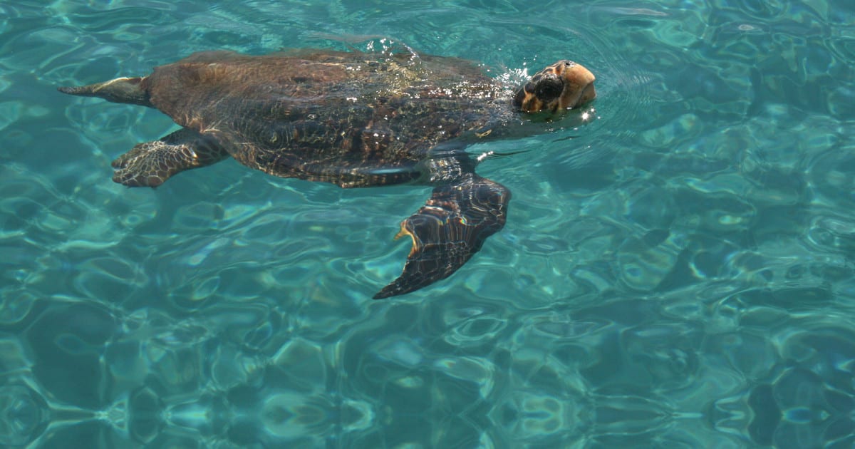 Private Boat Trip to Keri Caves and Loggerhead Turtle Watching