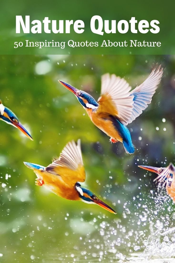 Best Nature Quotes - Inspirational sayings and quotes about nature