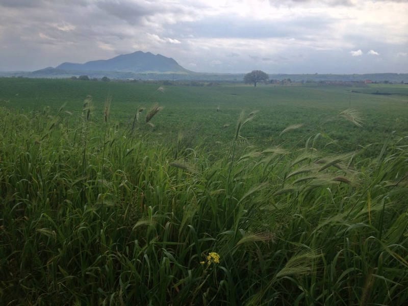 Green fields of grass in Italy