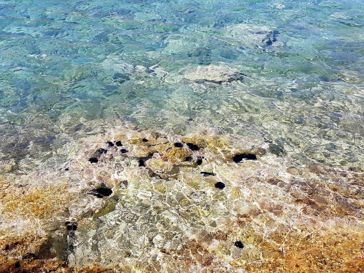 The sear urchins are the dark shapes in the water