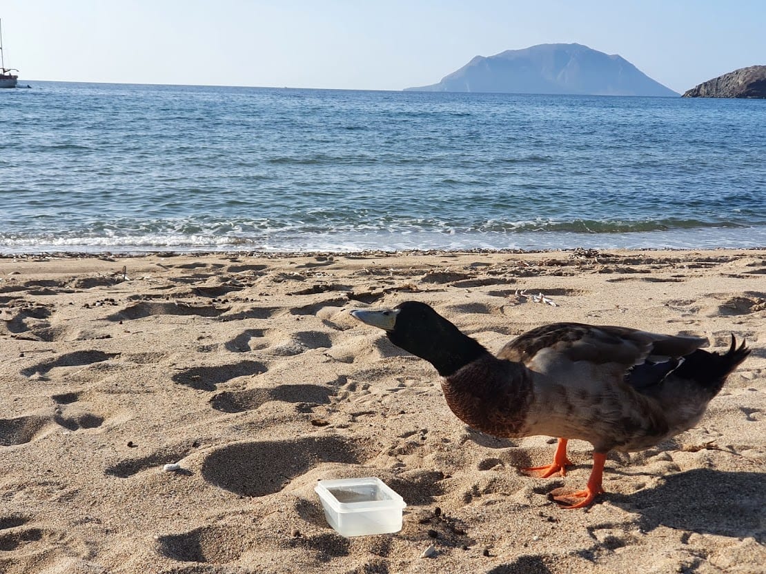 Giving a duck water on the beach in Milos