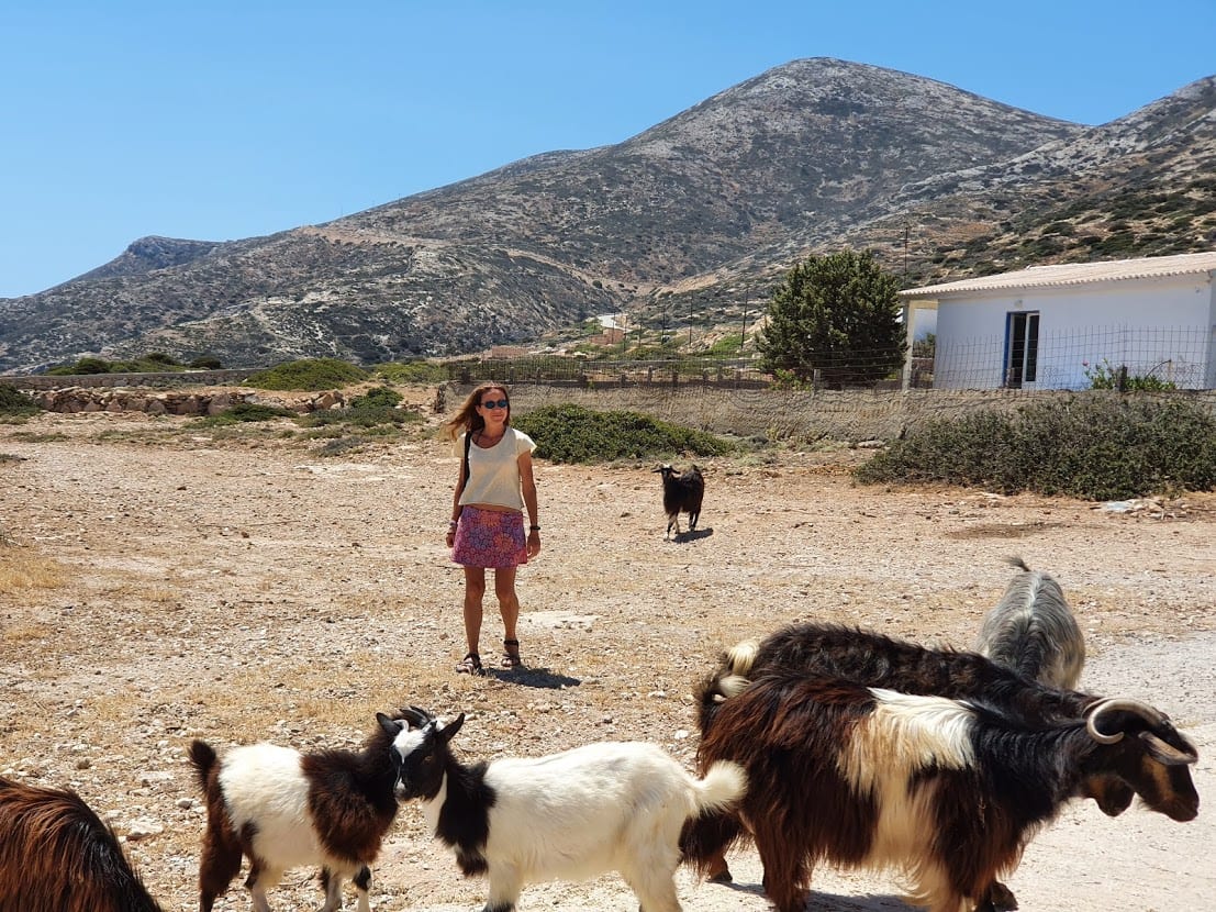 There are lots of goats on Donoussa island