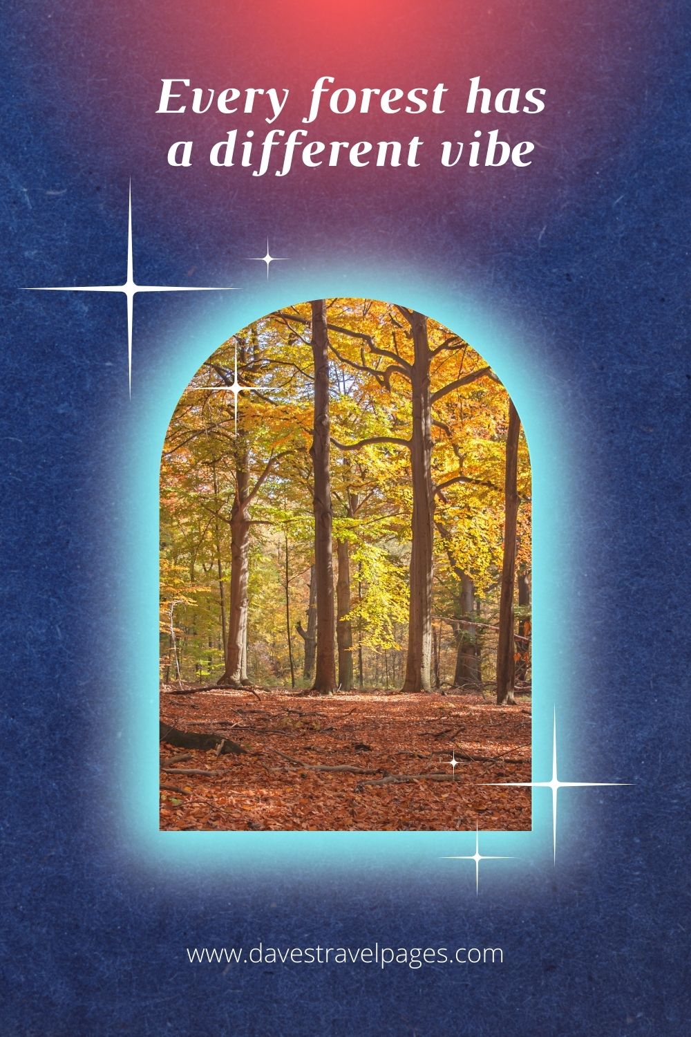 Every forest has a different vibe